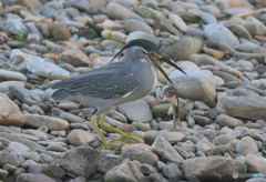 落としちゃった