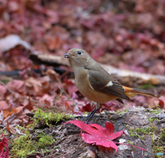 秋の終わりのジョウビタキさん