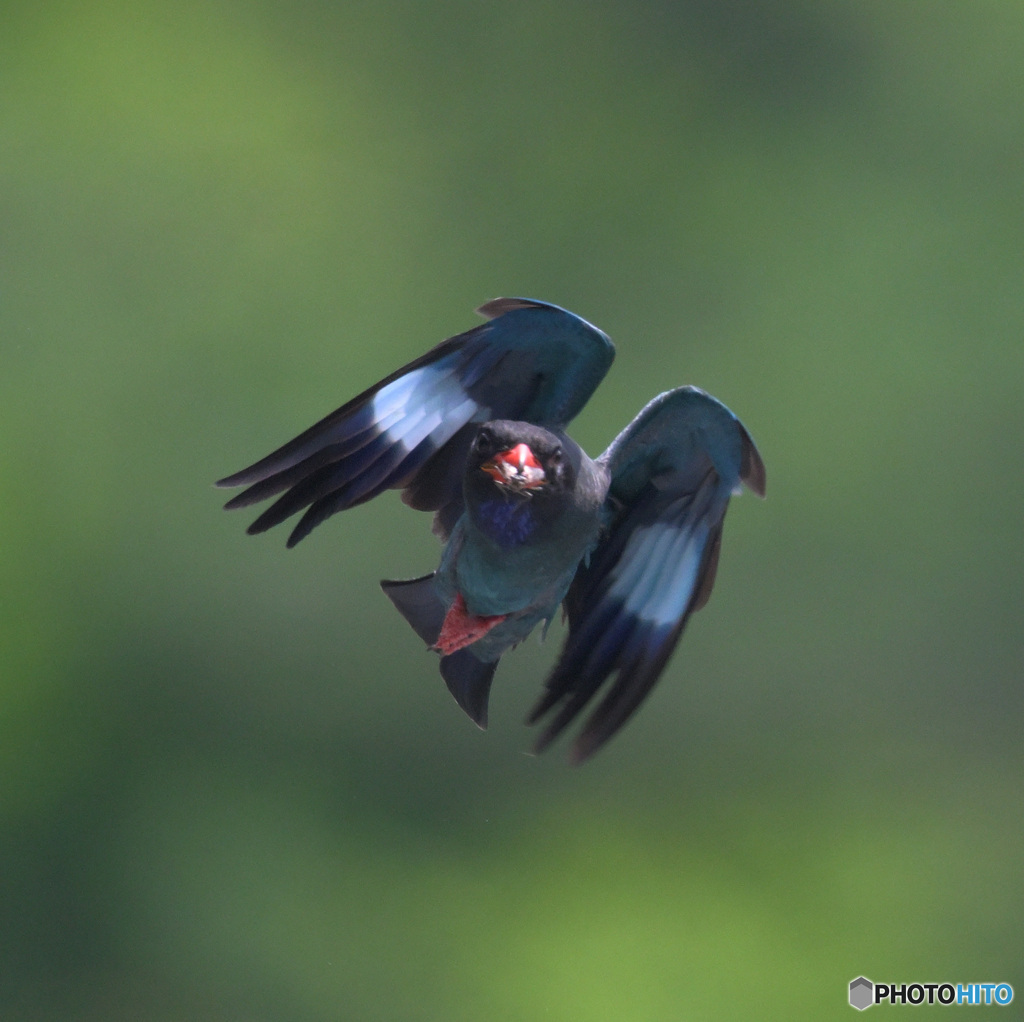 ７月のブッポウソウ④