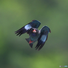 ７月のブッポウソウ④