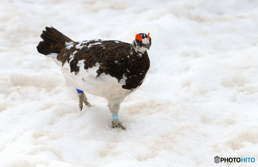 人懐こい雷鳥くん