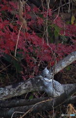 紅葉に山翡翠