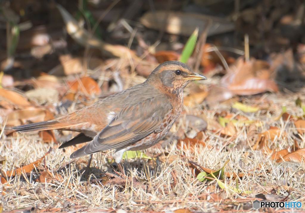 初めてのハチジョウツグミ⑦