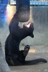 ジャガーの子ども