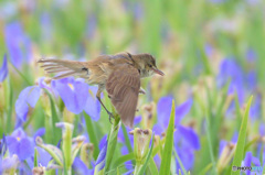 菖蒲にオオヨシキリ⑳