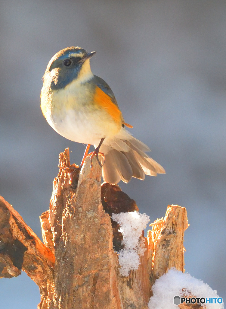 雪にルリビタキ君