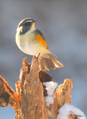 雪にルリビタキ君