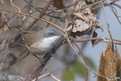 迷鳥コノドジロムシクイⅦ