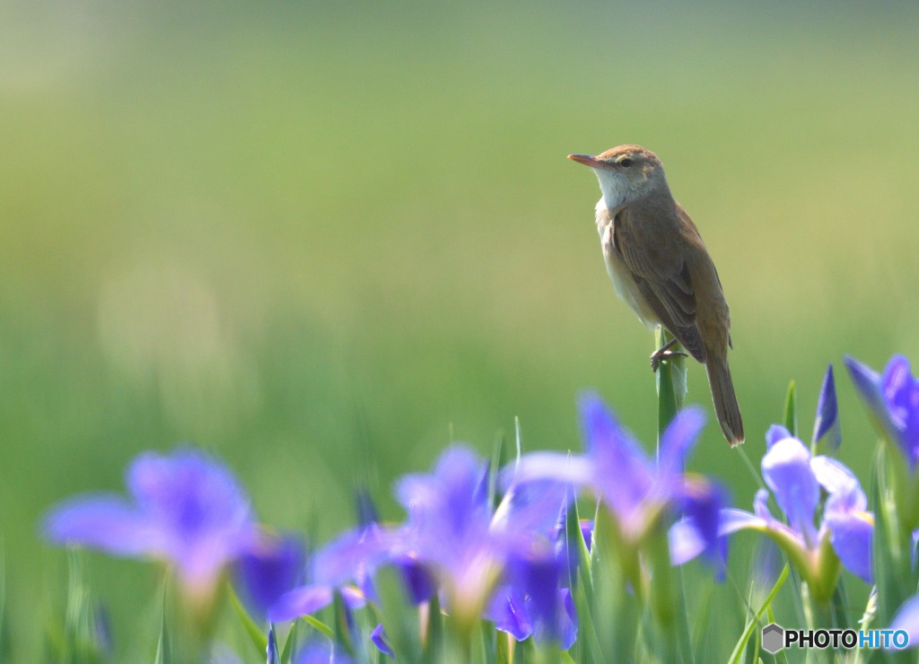 花菖蒲にオオヨシキリ㉑
