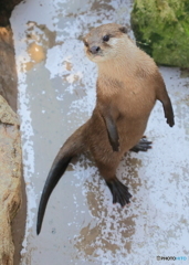 カワウソ、大地に立つ！