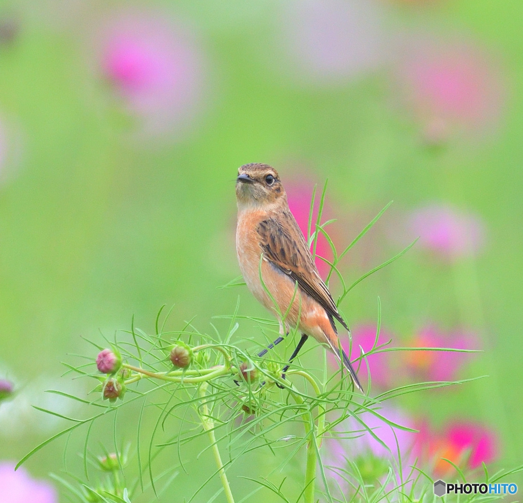 秋桜にノビタキⅨ