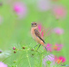 秋桜にノビタキⅨ