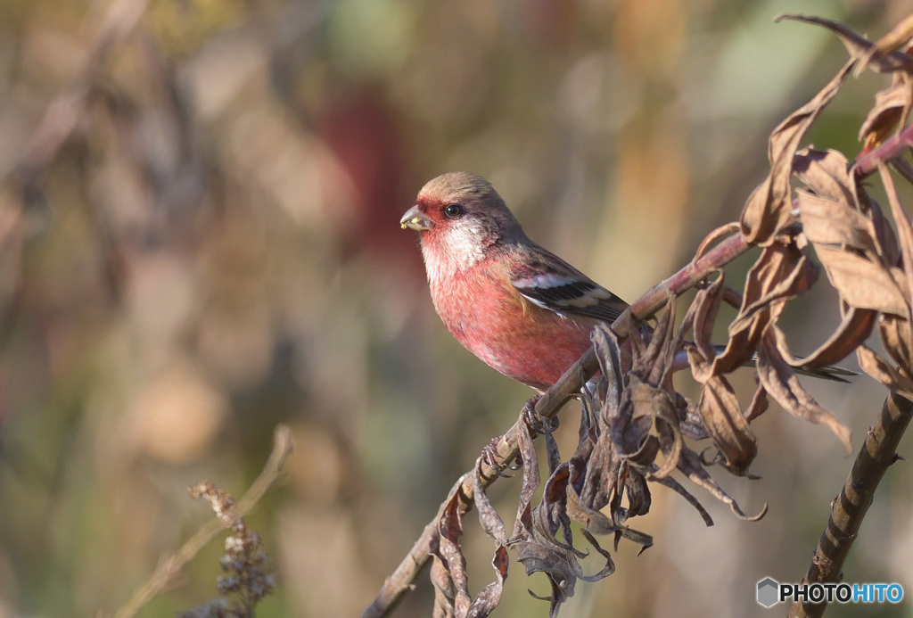 ベニマシコくん