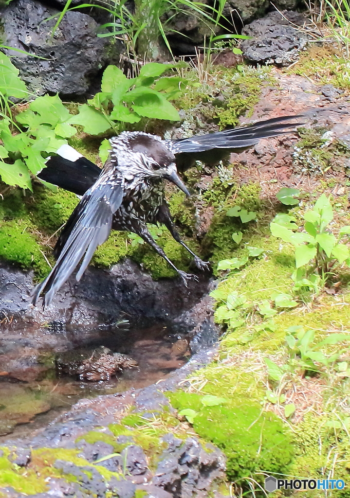 ホシガラスのタッチダウン