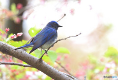 桜にオオルリ♂Ⅵ