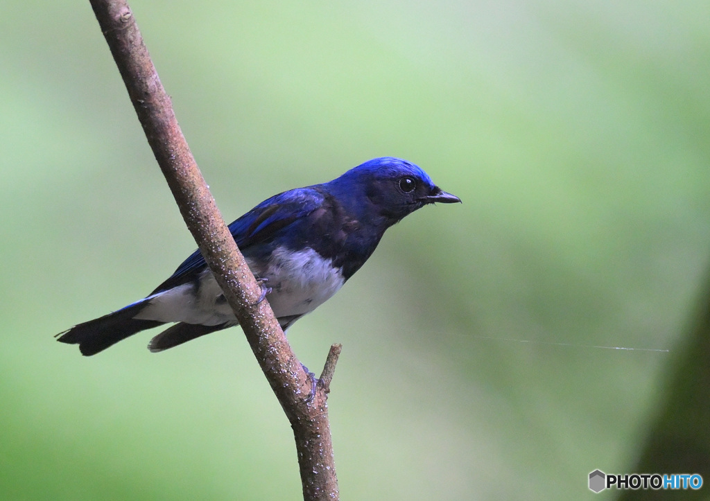 7月のオオルリ君③