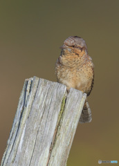 初めましてアリスイさんⅡ