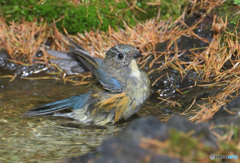 水浴びルリビタキ