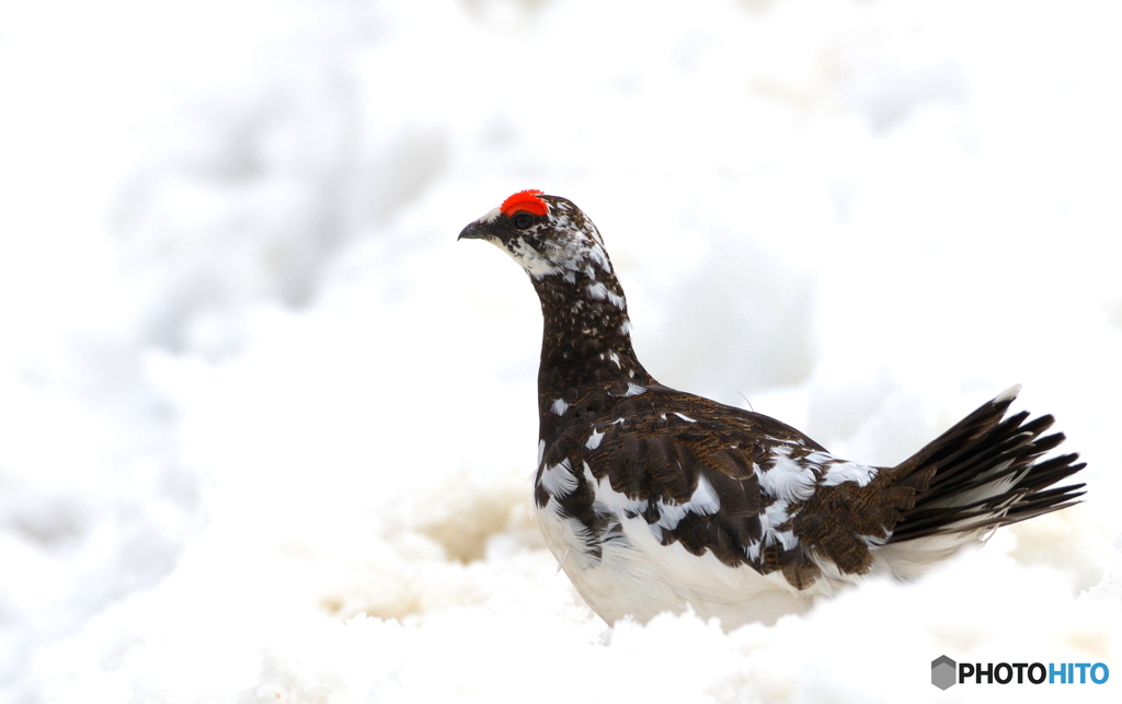 雷鳥くんⅡ