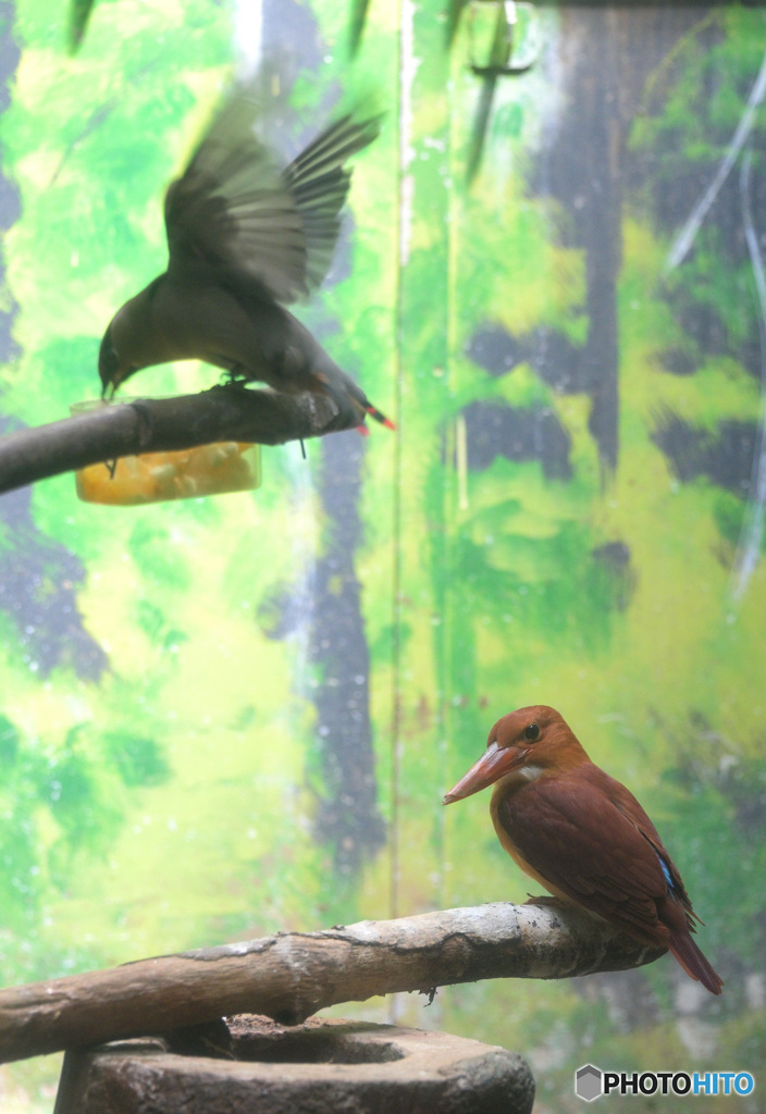 不本意な同居人