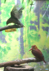 不本意な同居人