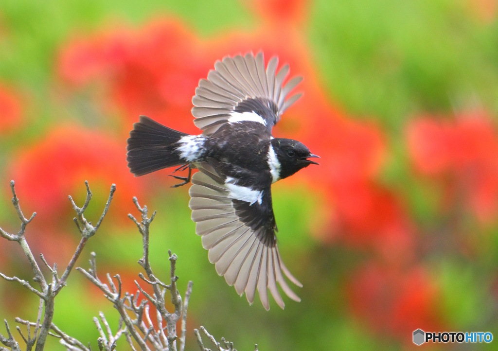 レンゲツツジにノビタキ②