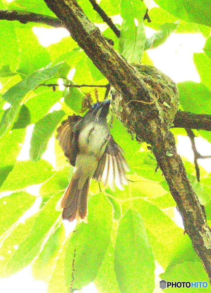ひらりサンコウチョウⅤ