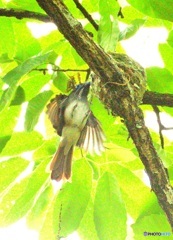 ひらりサンコウチョウⅤ