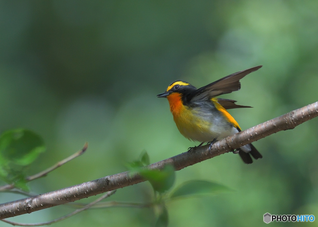 元気なキビタキ君