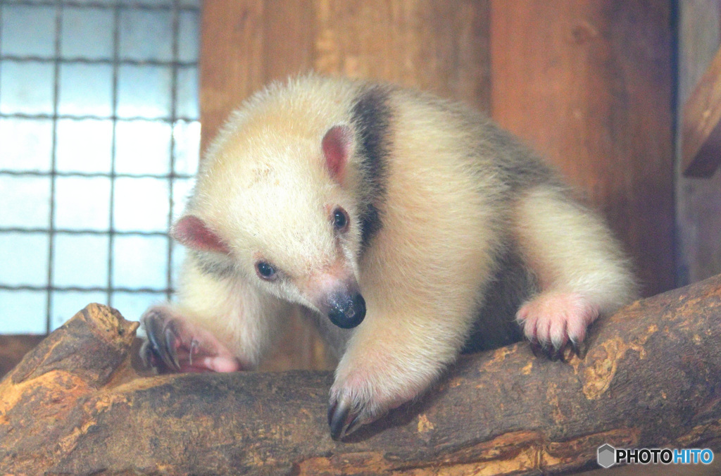 コアリクイの子