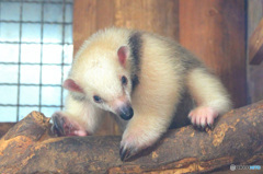 コアリクイの子