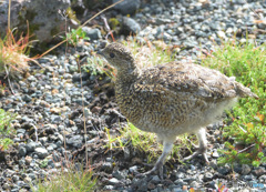 室堂平のライチョウ①