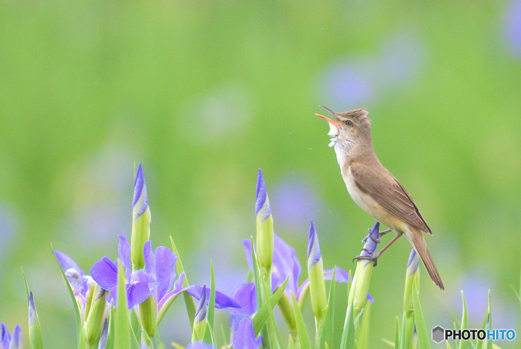 菖蒲にオオヨシキリ㉗