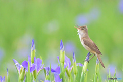 菖蒲にオオヨシキリ㉗