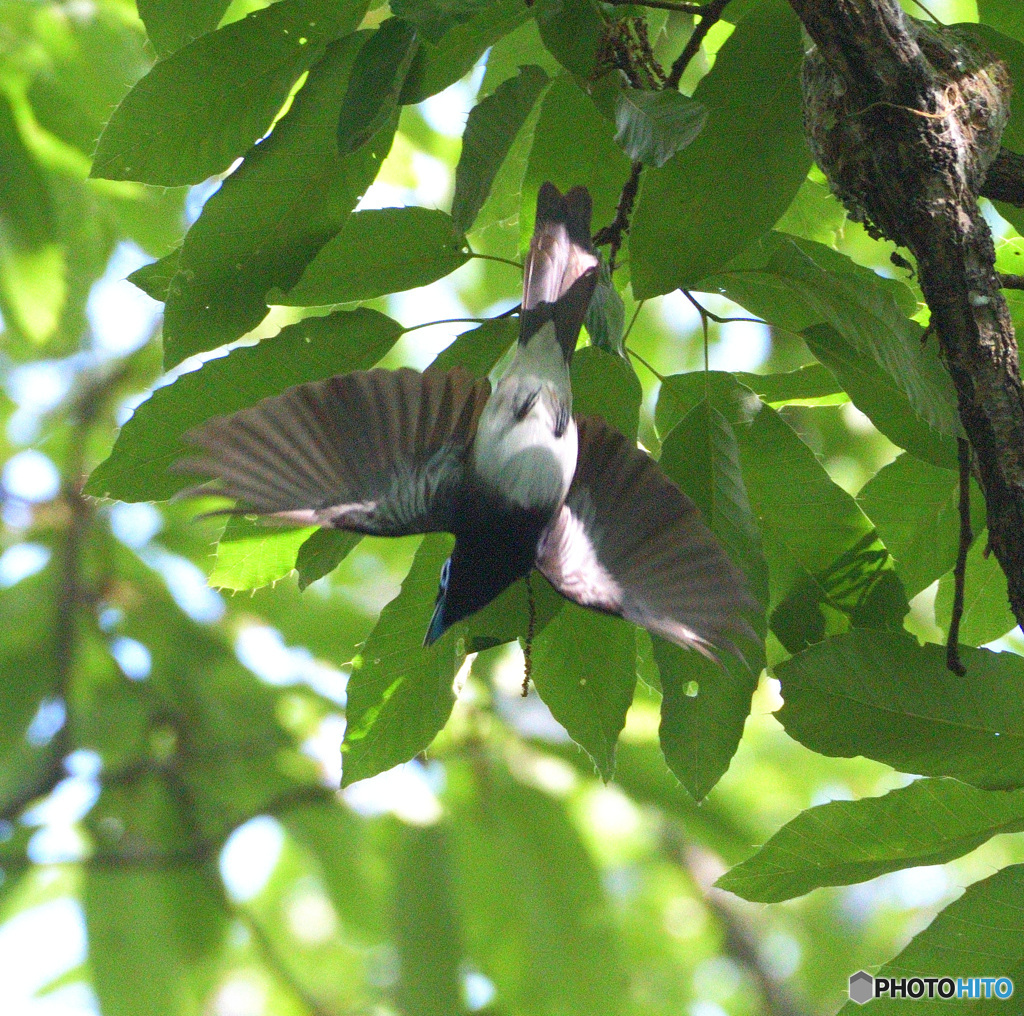 ひらりサンコウチョウⅡ