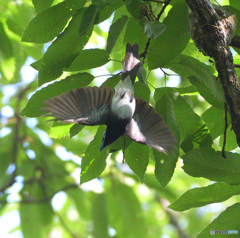 ひらりサンコウチョウⅡ