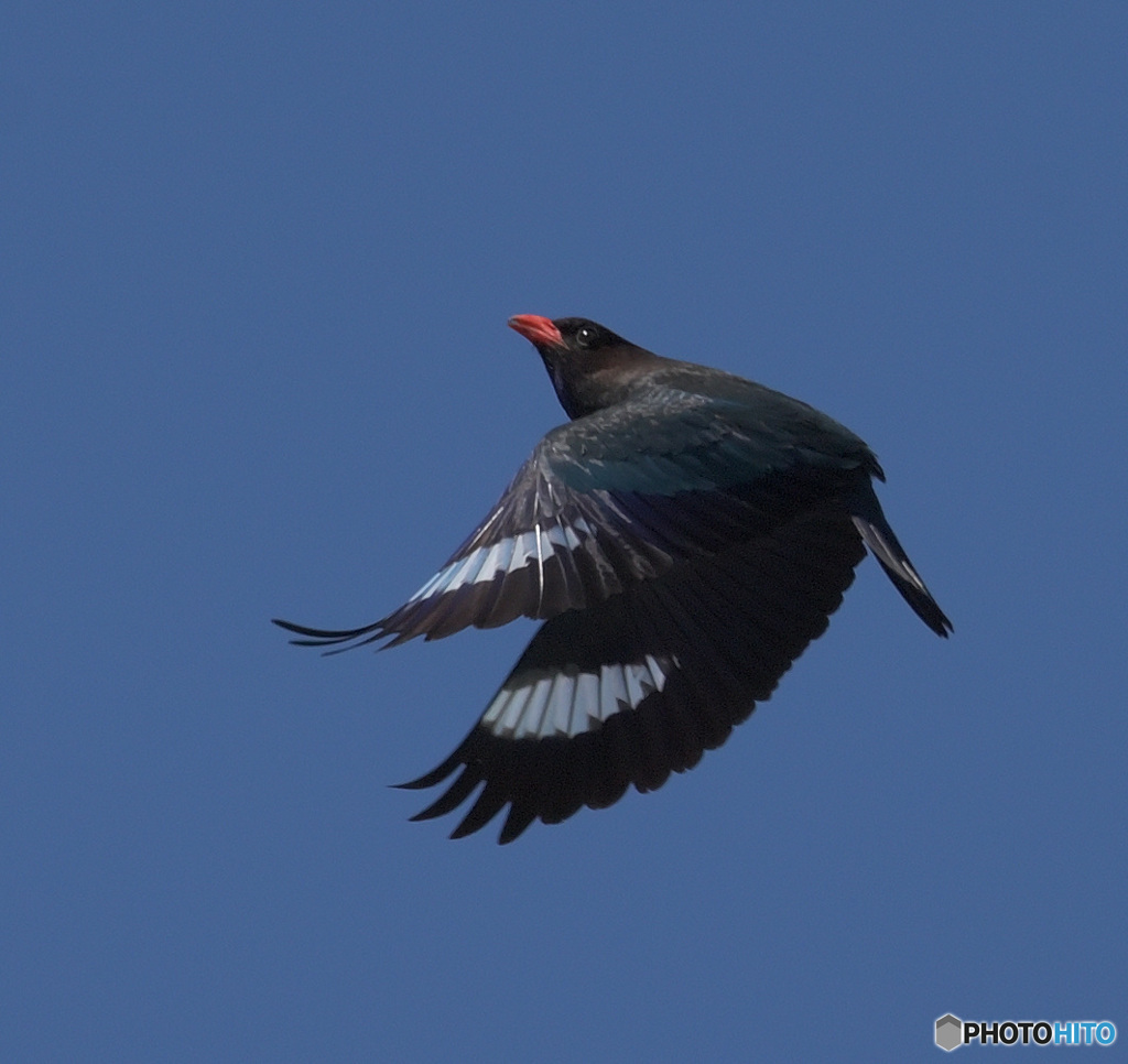 ７月のブッポウソウ⑰