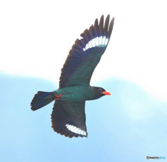 ７月のブッポウソウ⑦