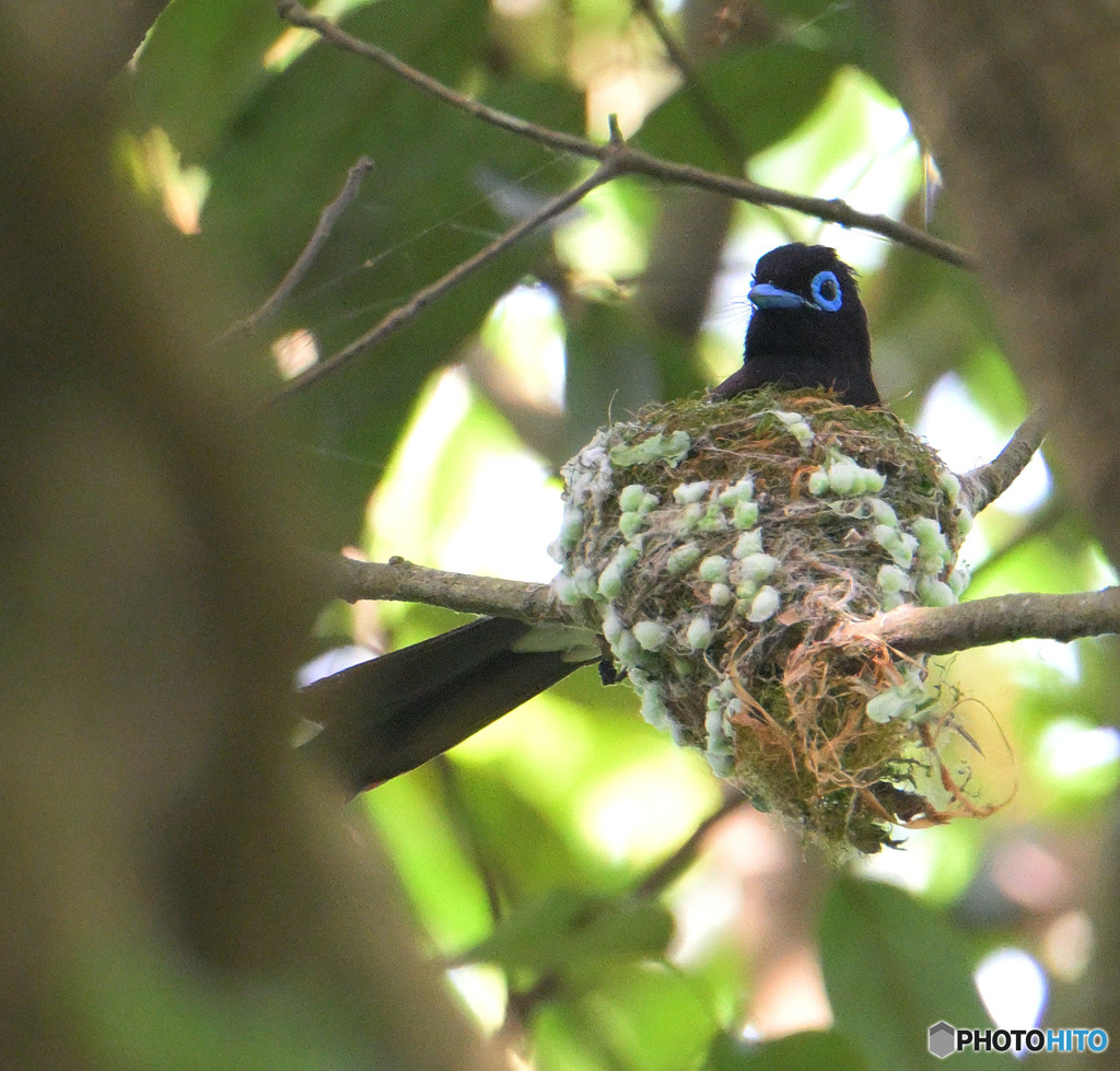 5月のサンコウチョウ君⑬