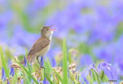 菖蒲にオオヨシキリ㉚