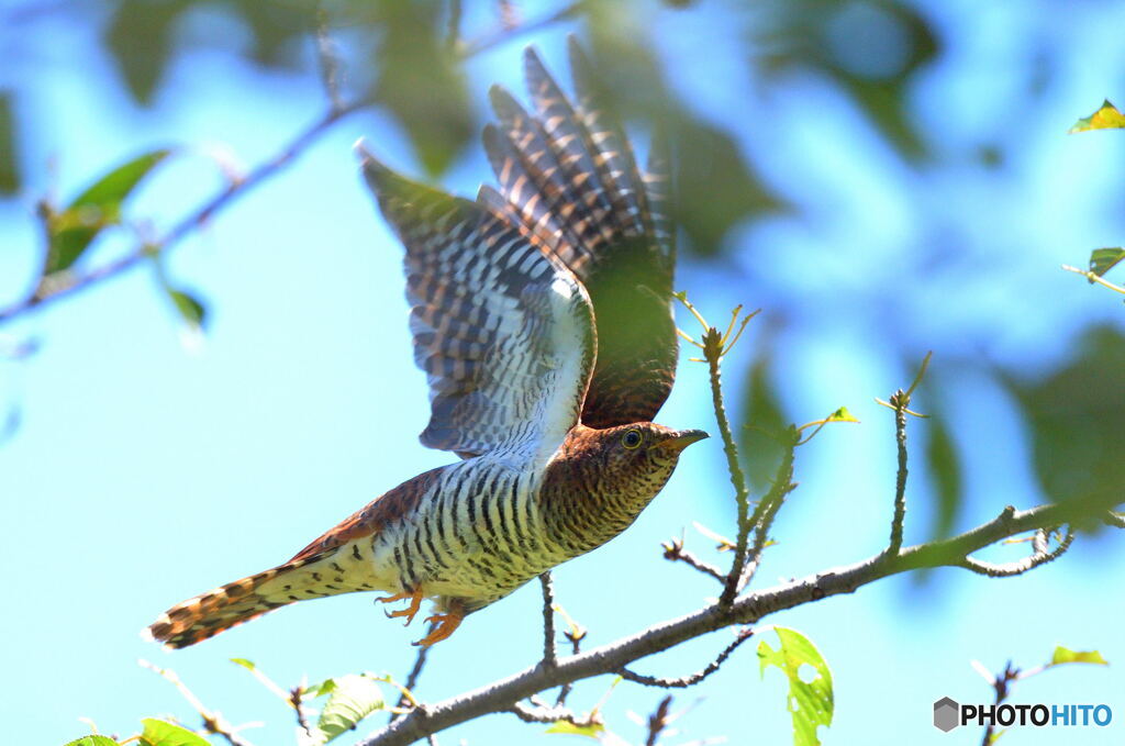 赤いツツドリの飛び出し