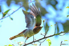 赤いツツドリの飛び出し