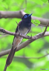在庫のサンコウチョウ君