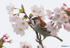 桜にニュウナイスズメ