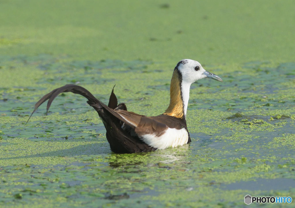 思い出のレンカクさん⑰