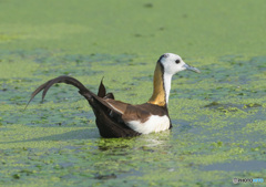 思い出のレンカクさん⑰