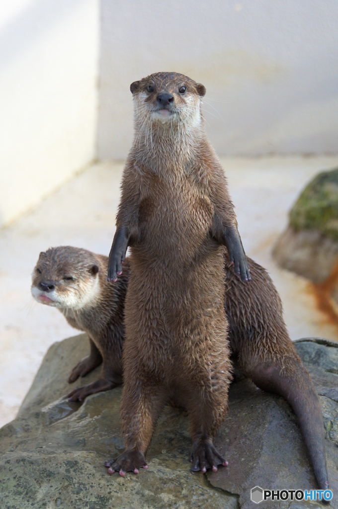 このヒトは私が守る！