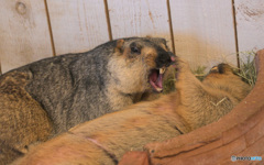 マーモットさん⑫