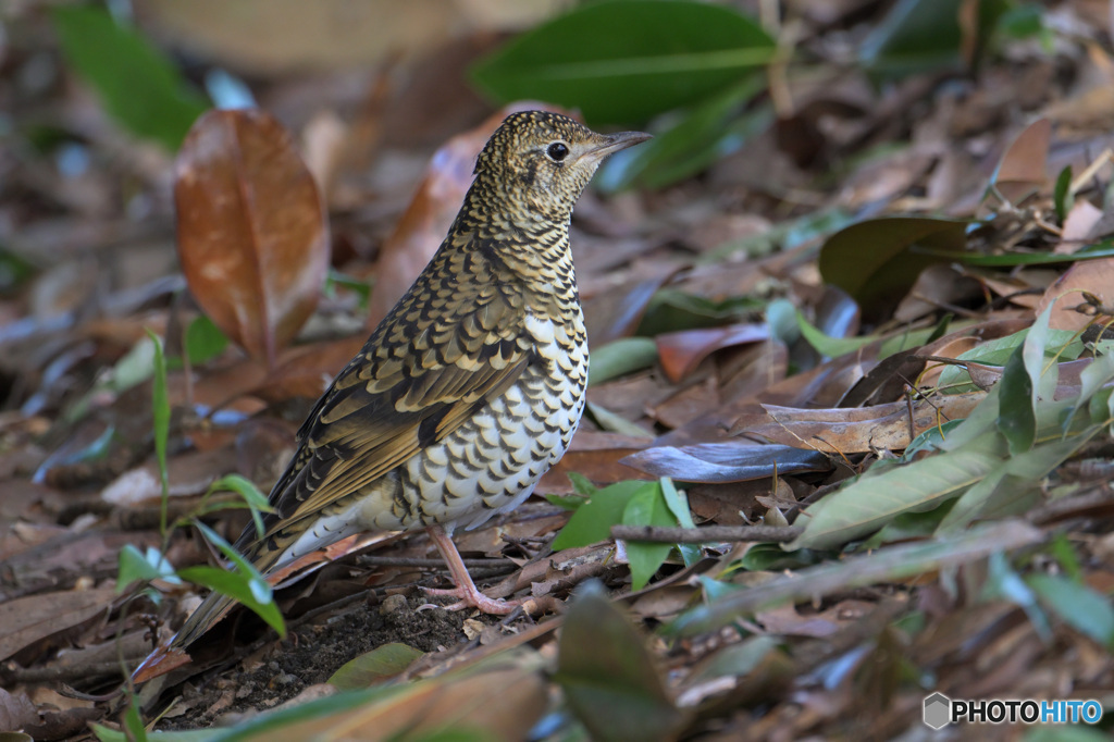 トラツグミ2023②