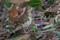 トラツグミ2023②